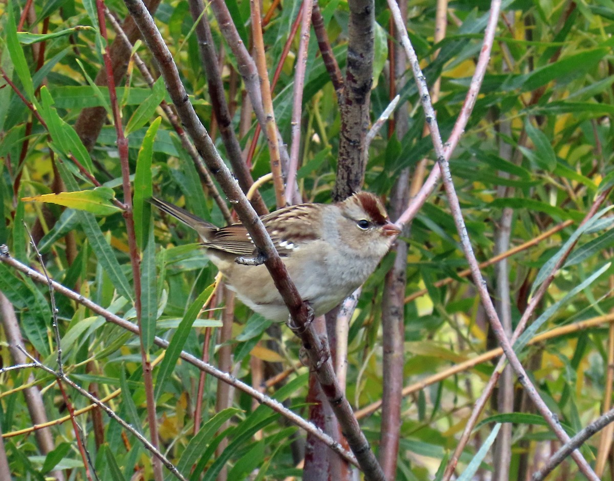 White-crowned Sparrow (oriantha) - ML643448390