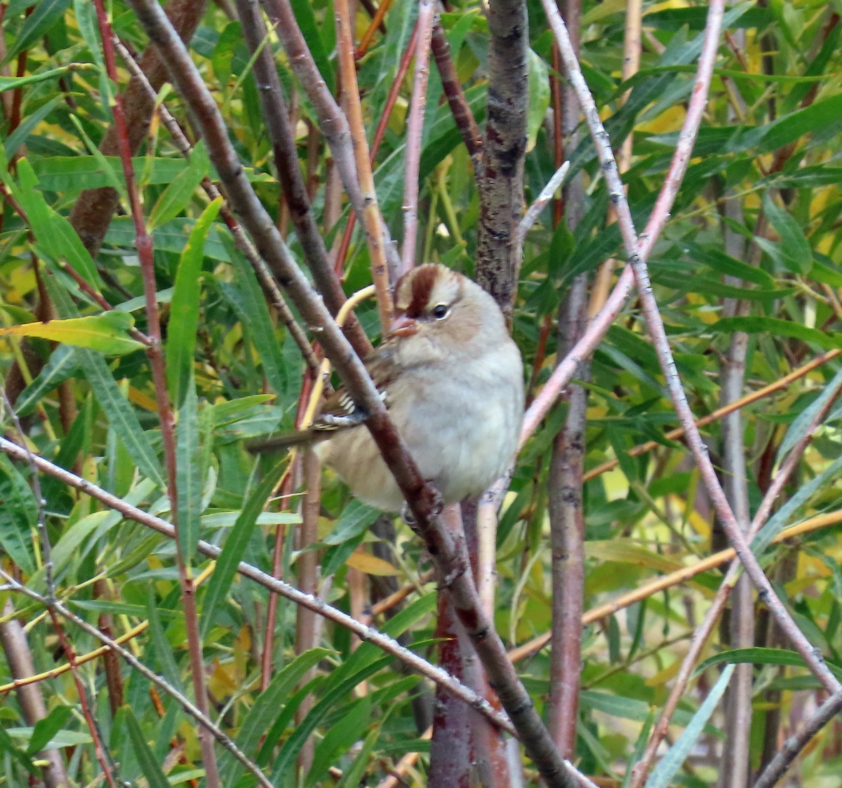 White-crowned Sparrow (oriantha) - ML643448391