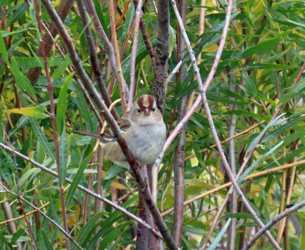 White-crowned Sparrow (oriantha) - ML643448392