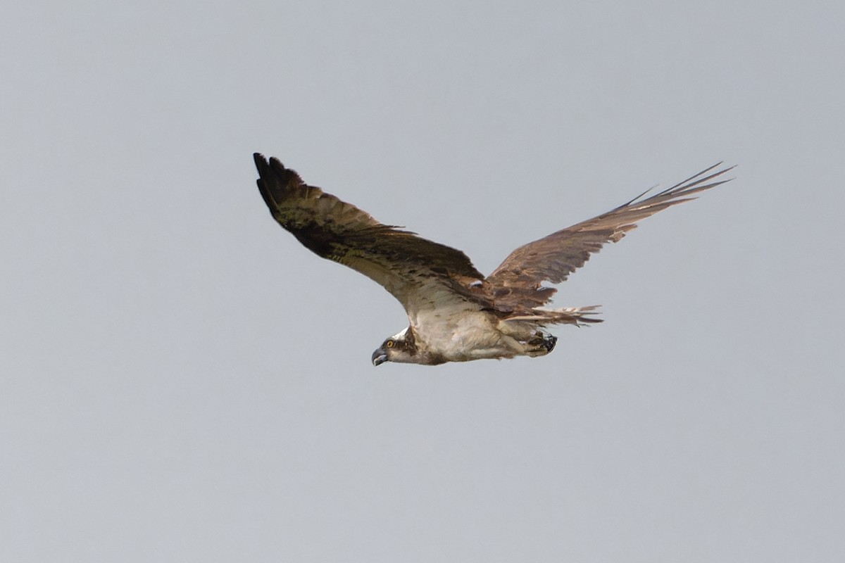 Osprey - ML643448395