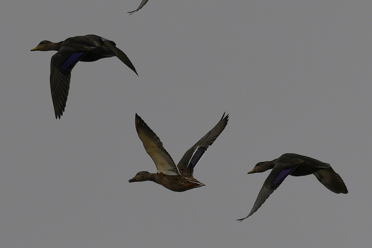 American Black Duck - ML643448433