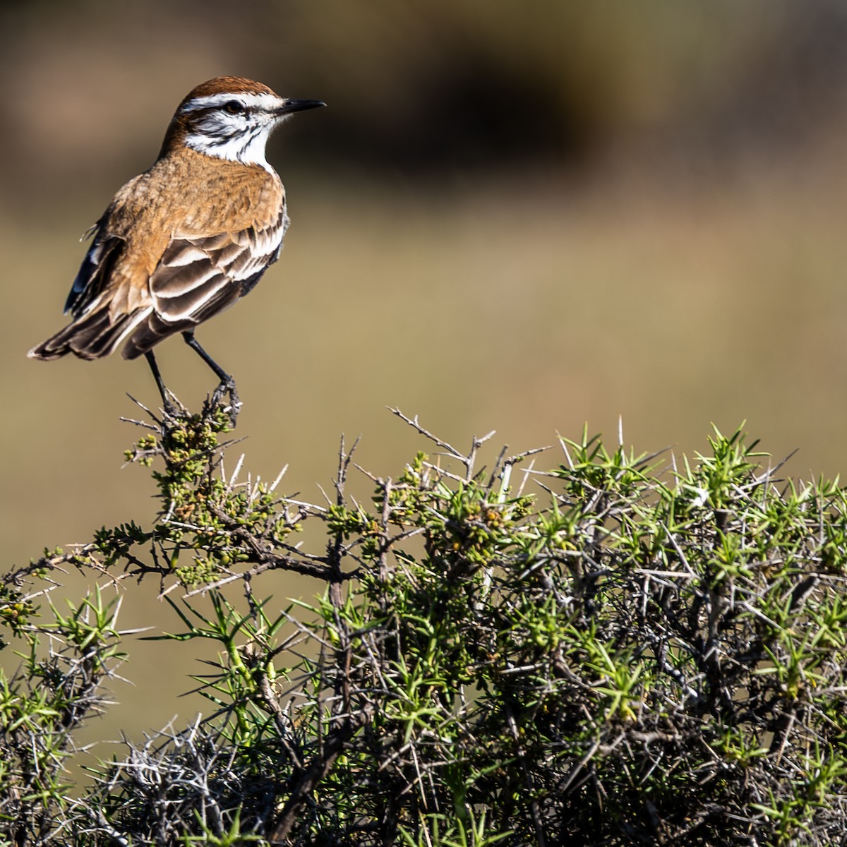 Rusty-backed Monjita - ML643448434