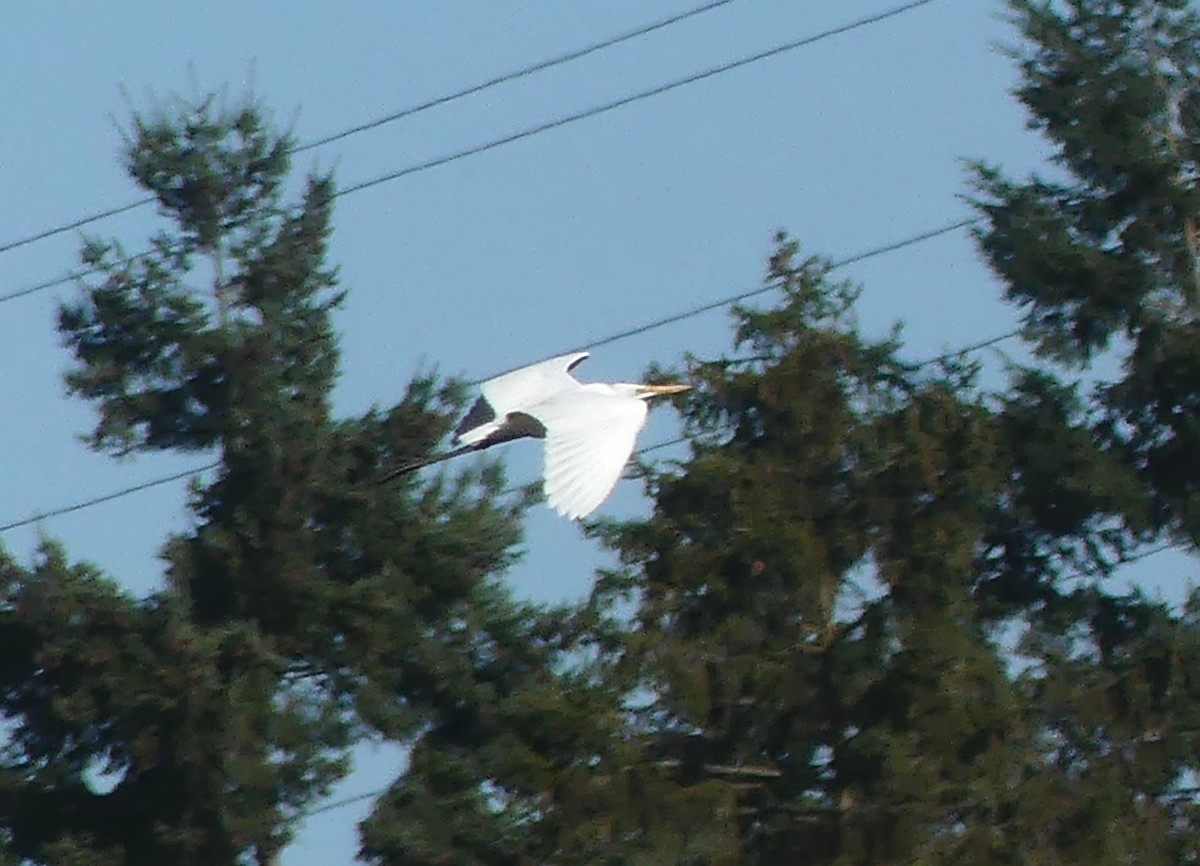 大白鷺 - ML643448437