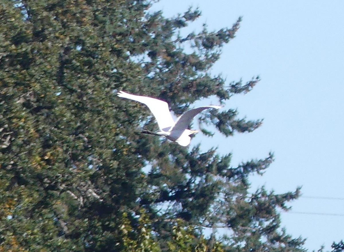 大白鷺 - ML643448438