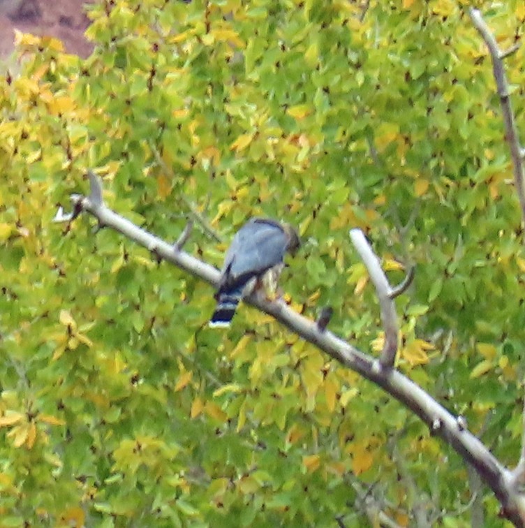 Sharp-shinned Hawk - ML643448456