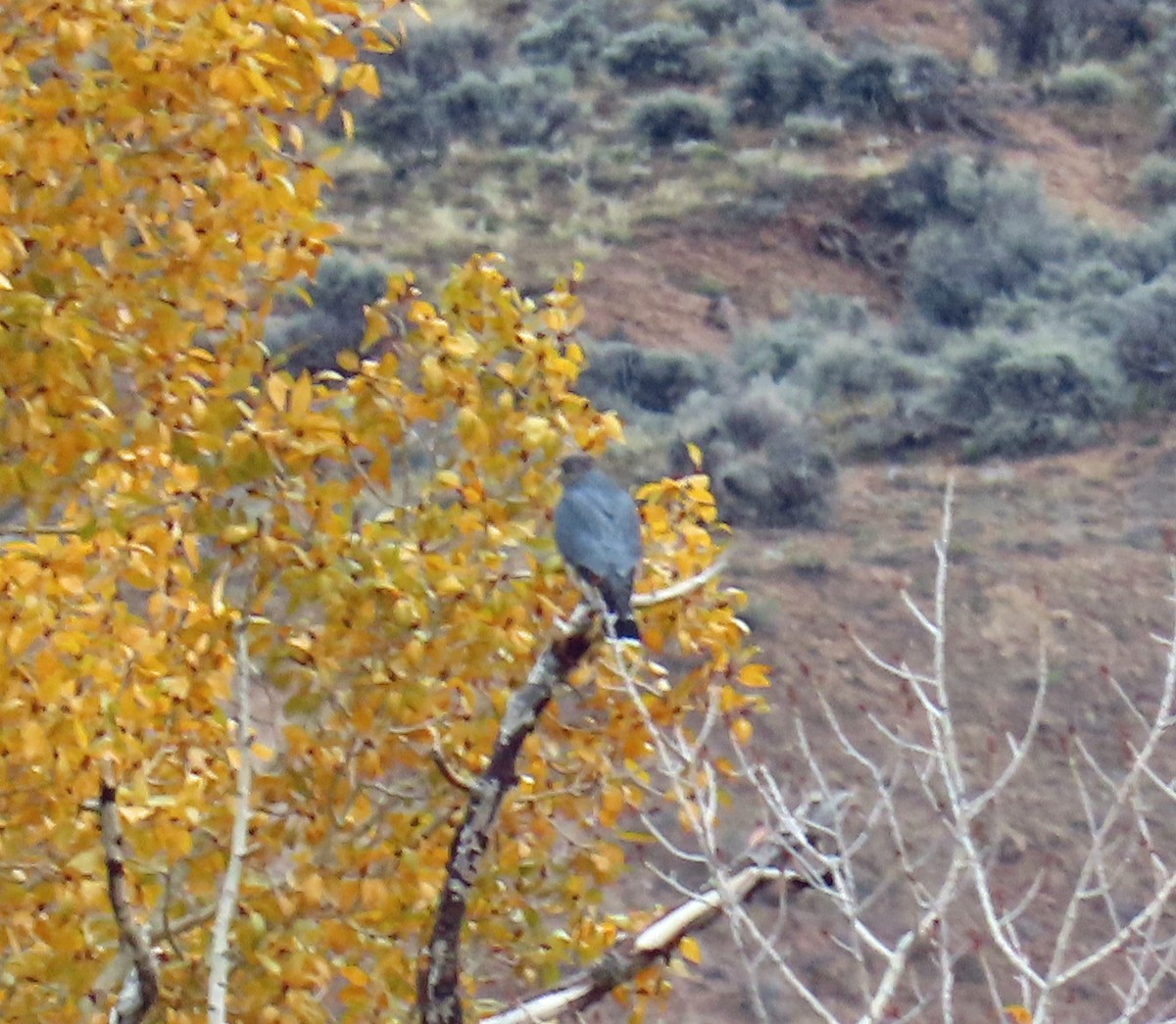 Sharp-shinned Hawk - ML643448457