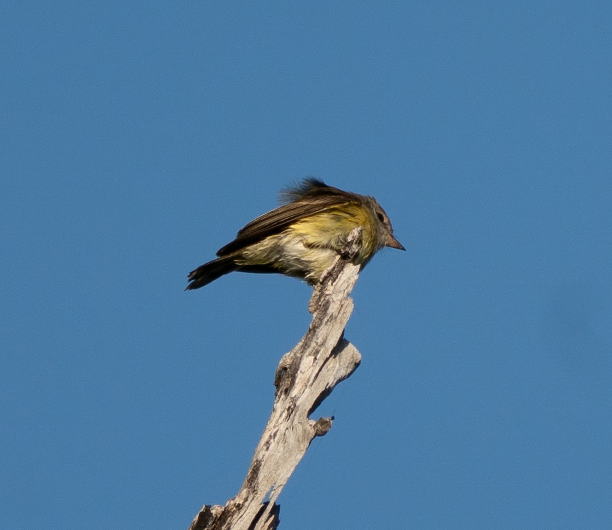 Lemon-bellied Flyrobin - ML643448460