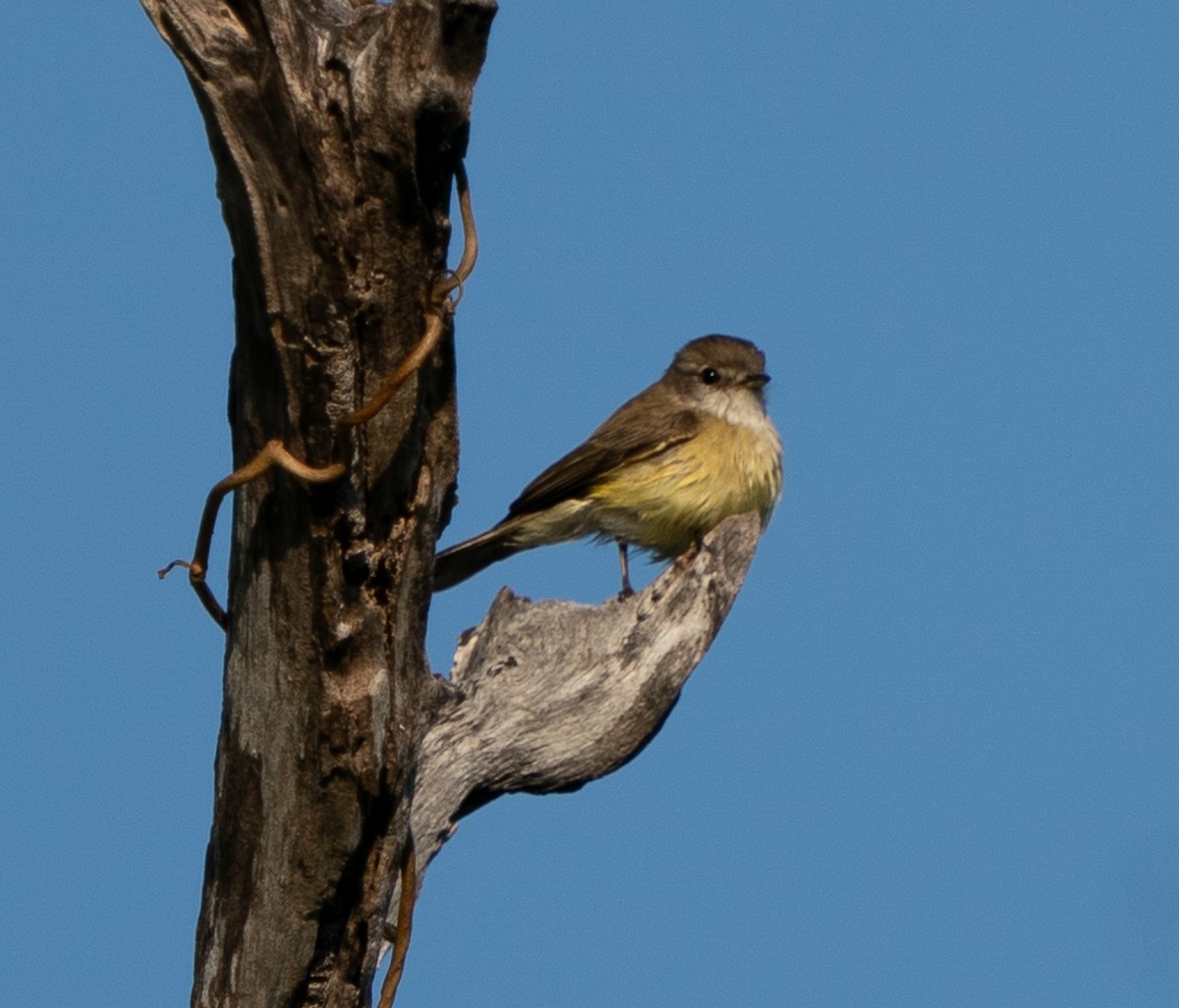 Lemon-bellied Flyrobin - ML643448461
