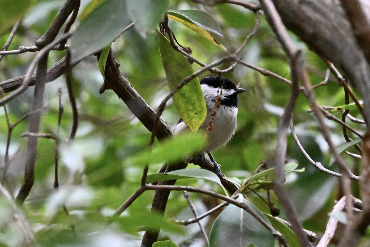 カロライナコガラ - ML643448462