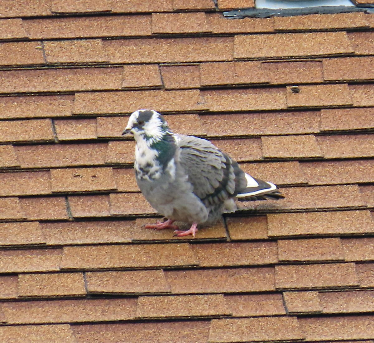 Rock Pigeon (Feral Pigeon) - ML643448476