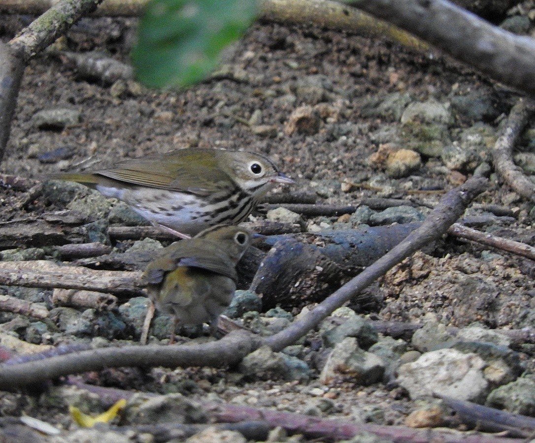 Ovenbird - ML643448494