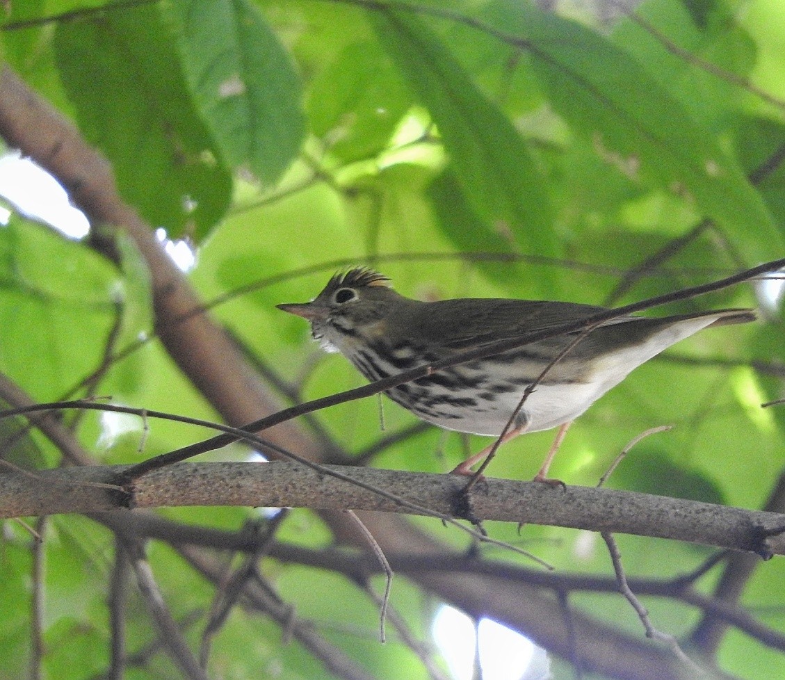 Ovenbird - ML643448495