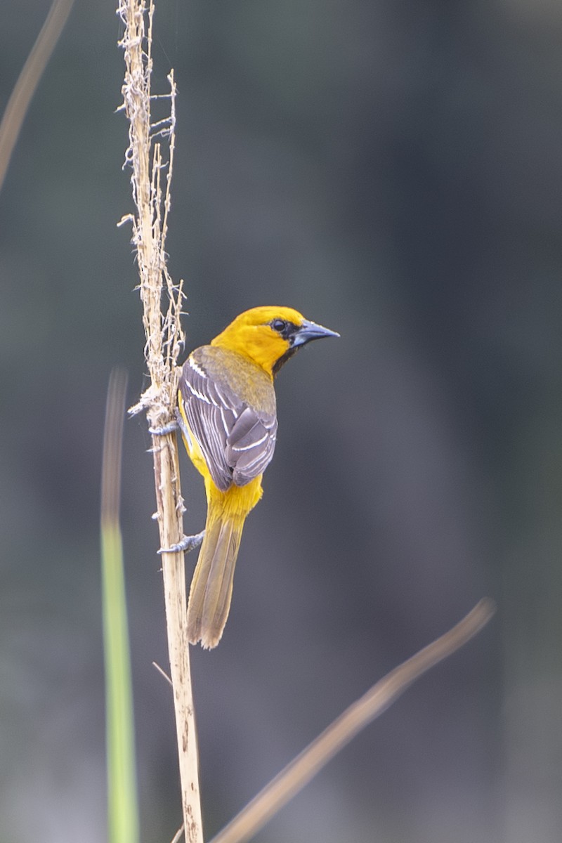 Altamira Oriole - ML643448497