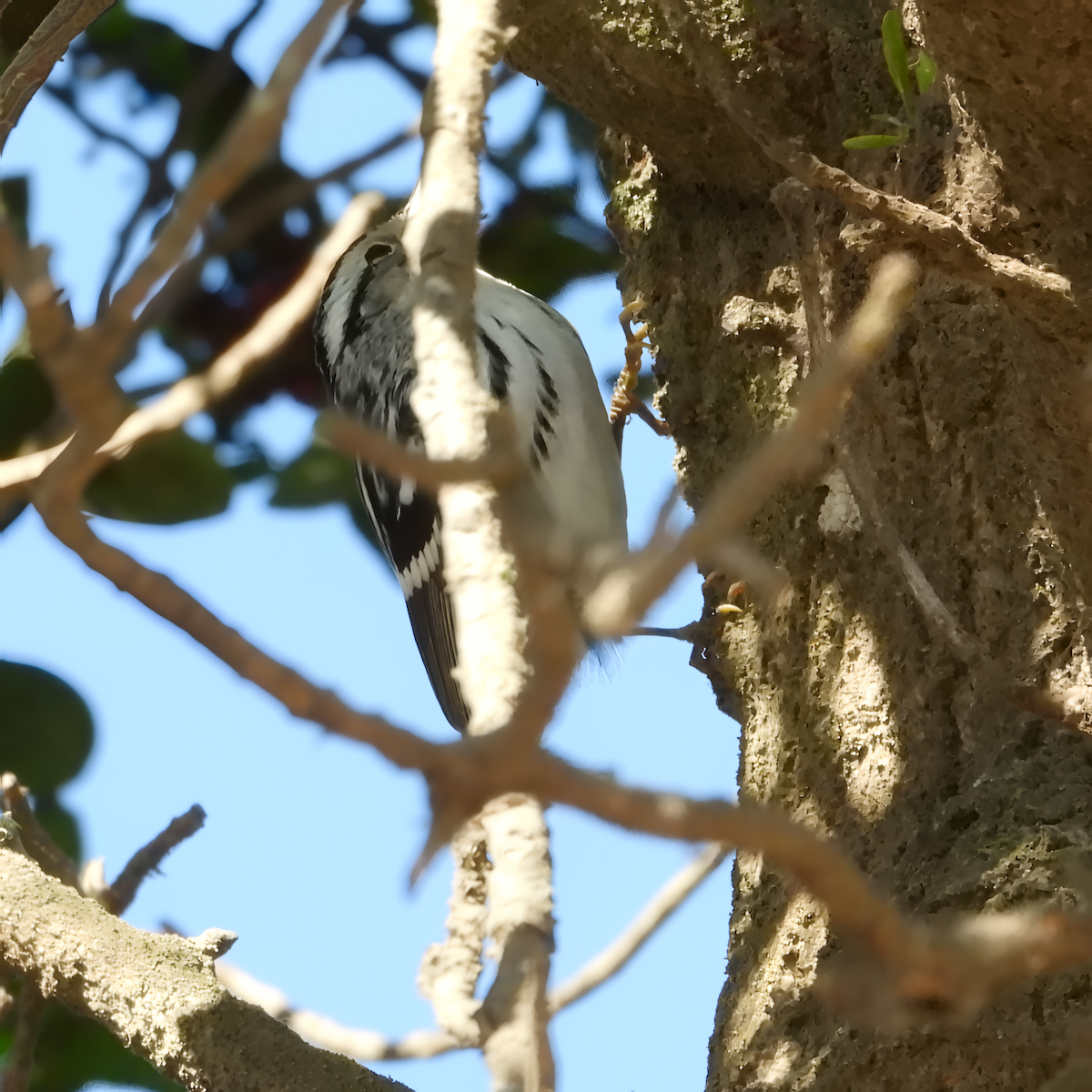 lesňáček černobílý - ML643448509