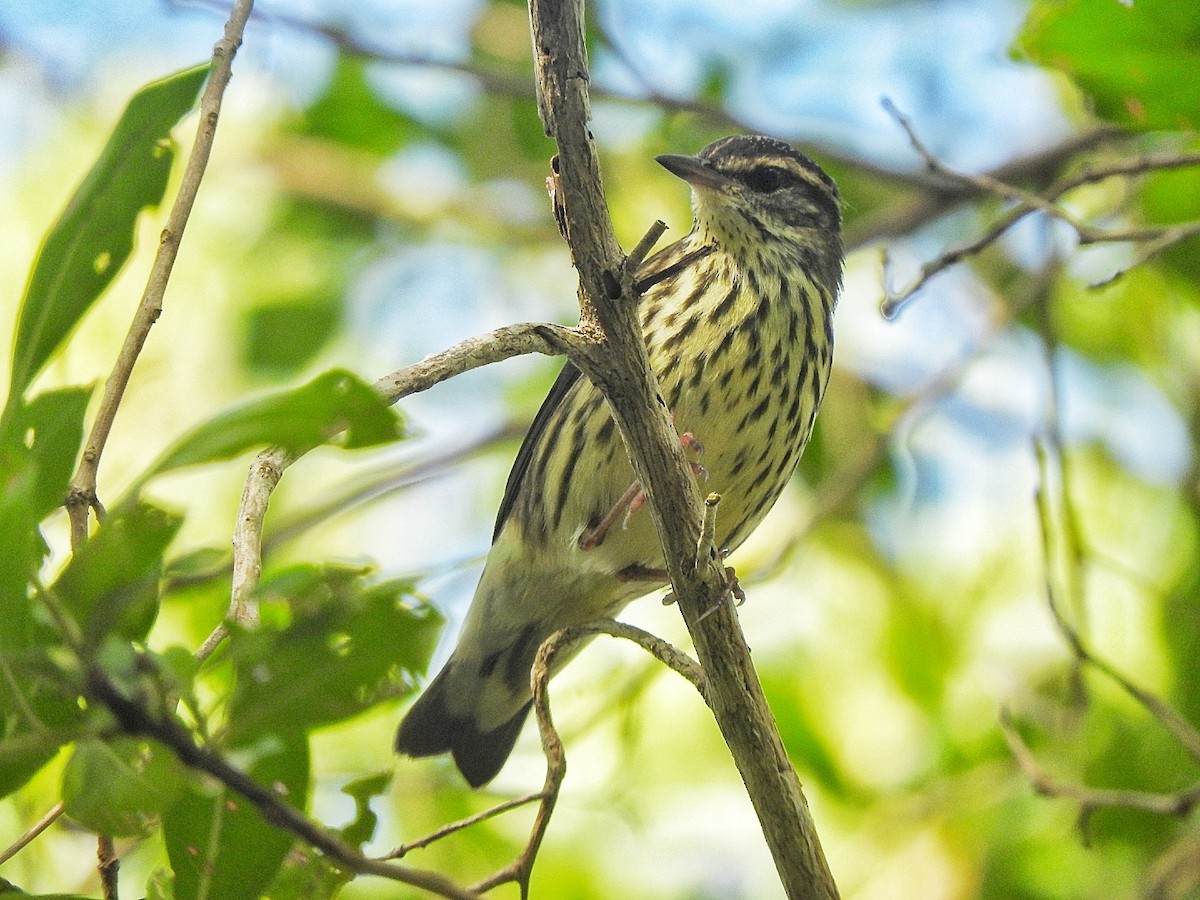 Northern Waterthrush - ML643448516
