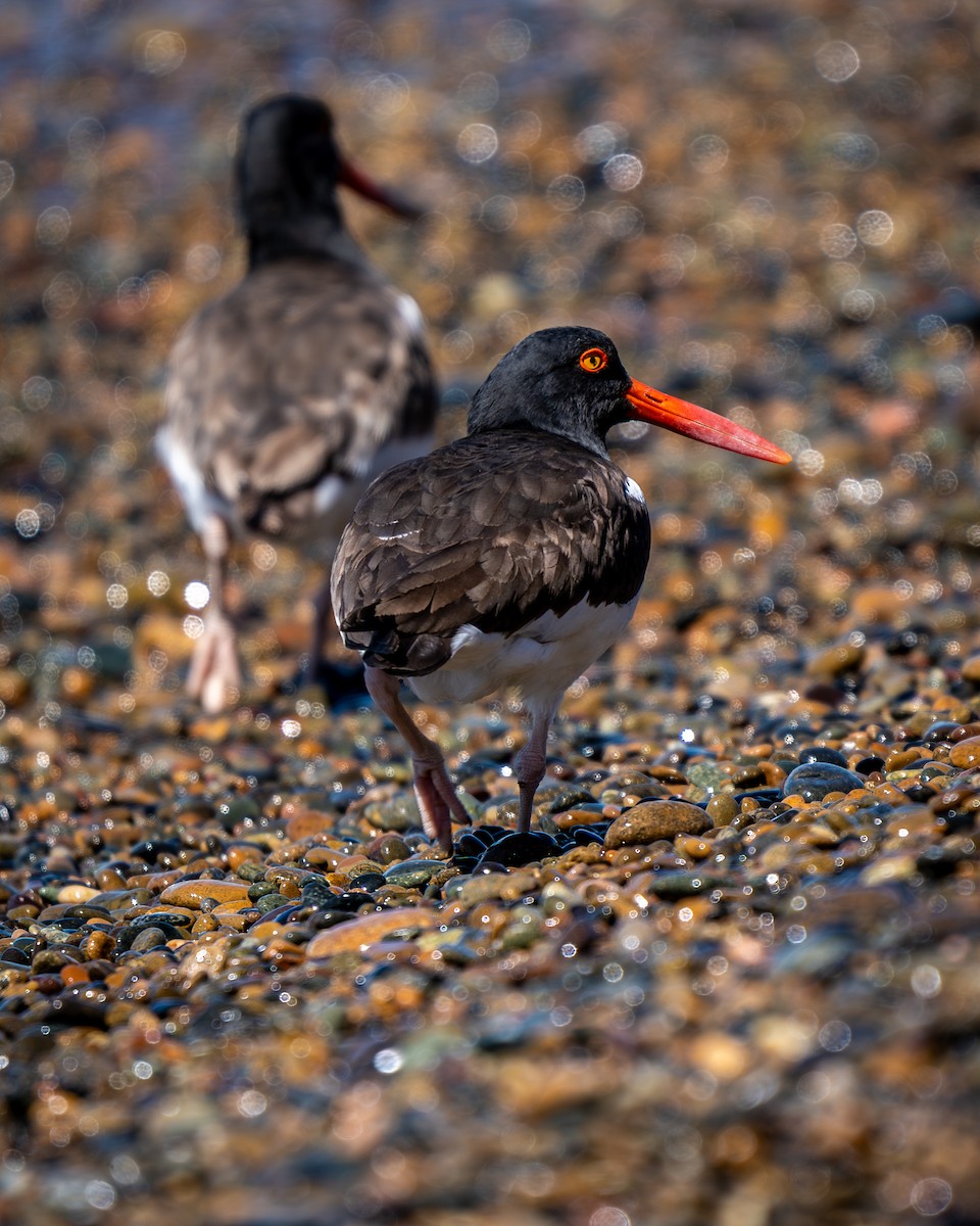 American Oystercatcher - ML643448518