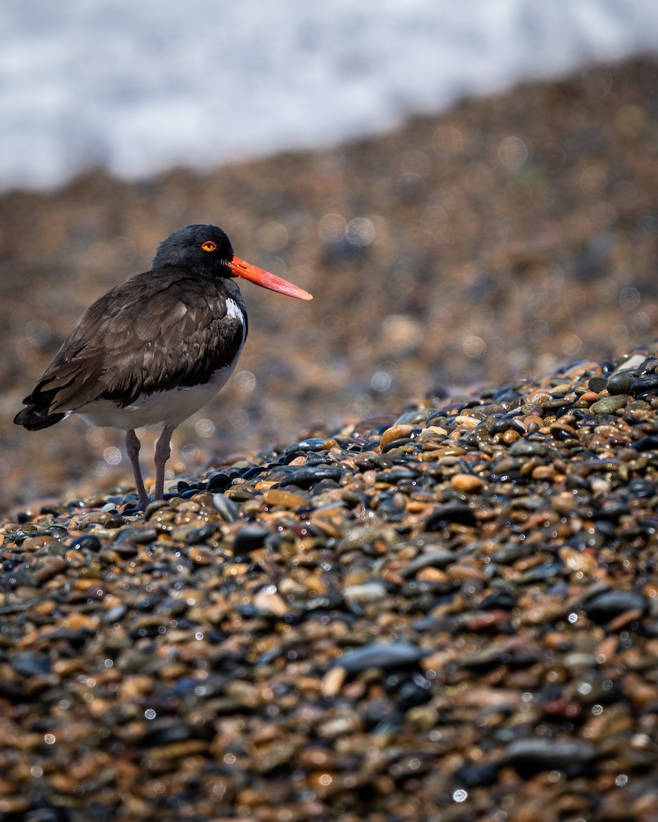 American Oystercatcher - ML643448519