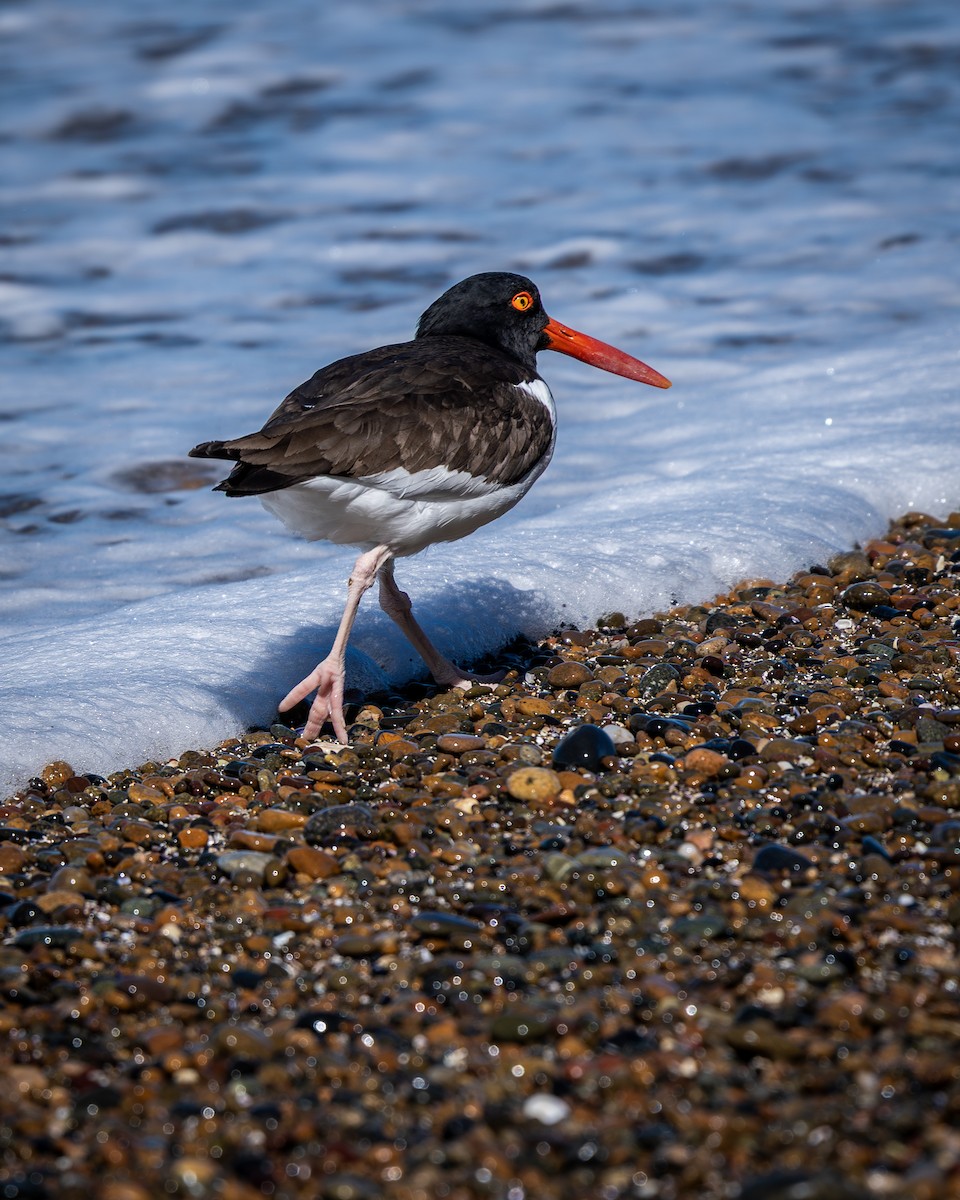 American Oystercatcher - ML643448520