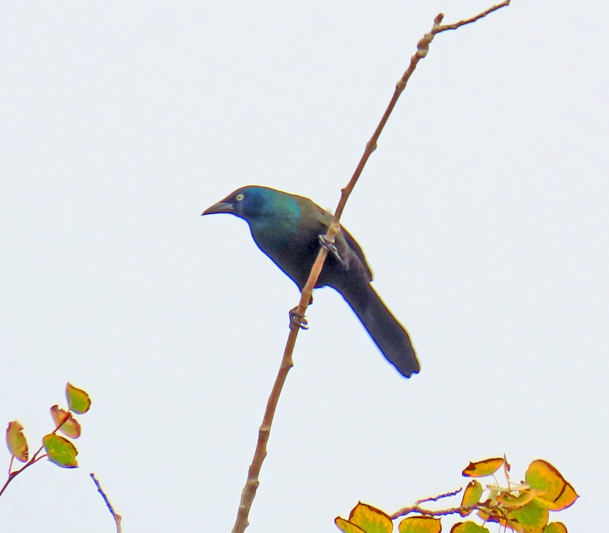 Common Grackle - ML643448527