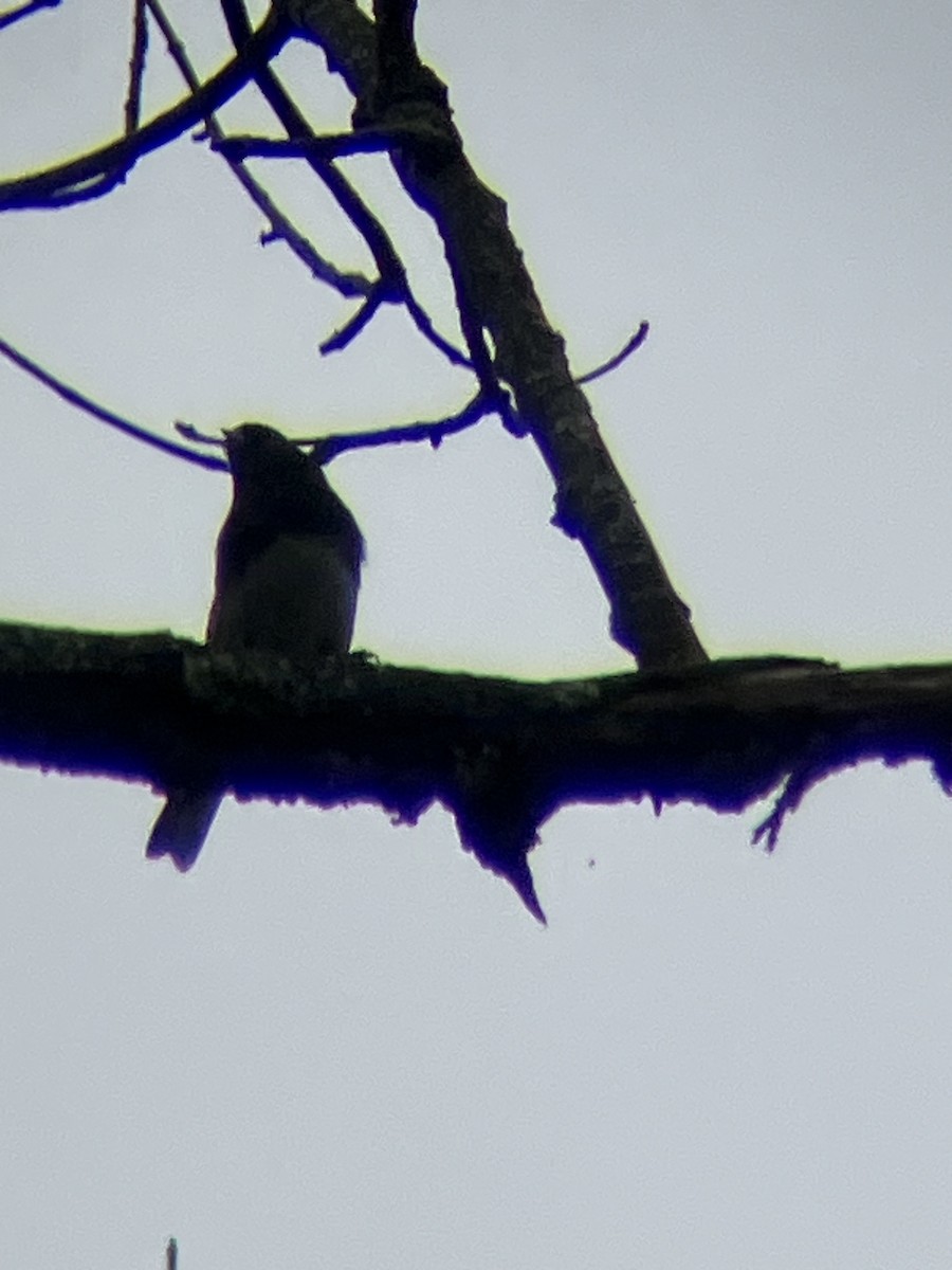 Dark-eyed Junco (Slate-colored) - ML643448548