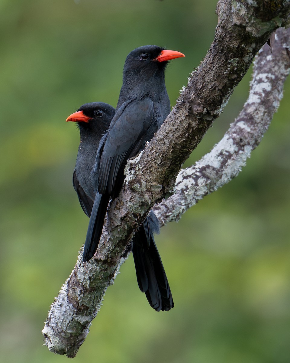 Black-fronted Nunbird - ML643448568