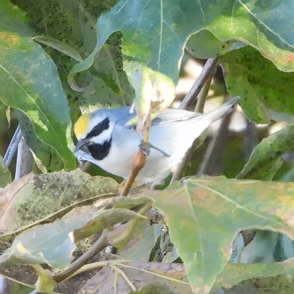 lesňáček zlatokřídlý - ML643448594