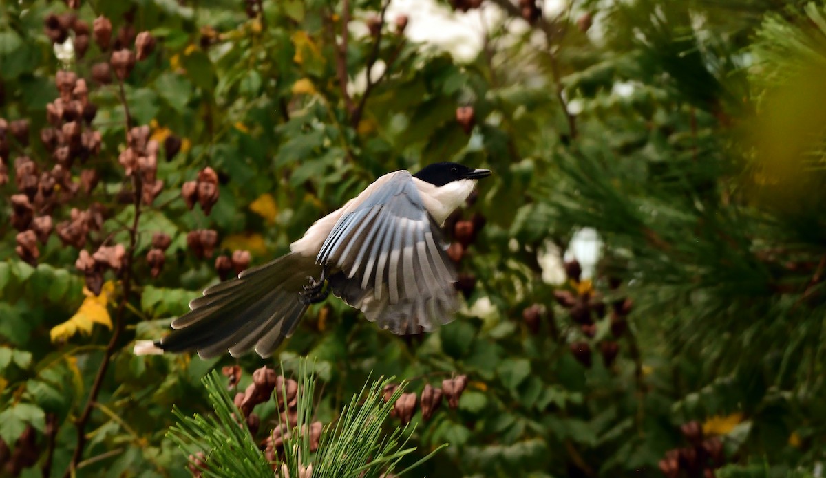 Azure-winged Magpie - ML643448605
