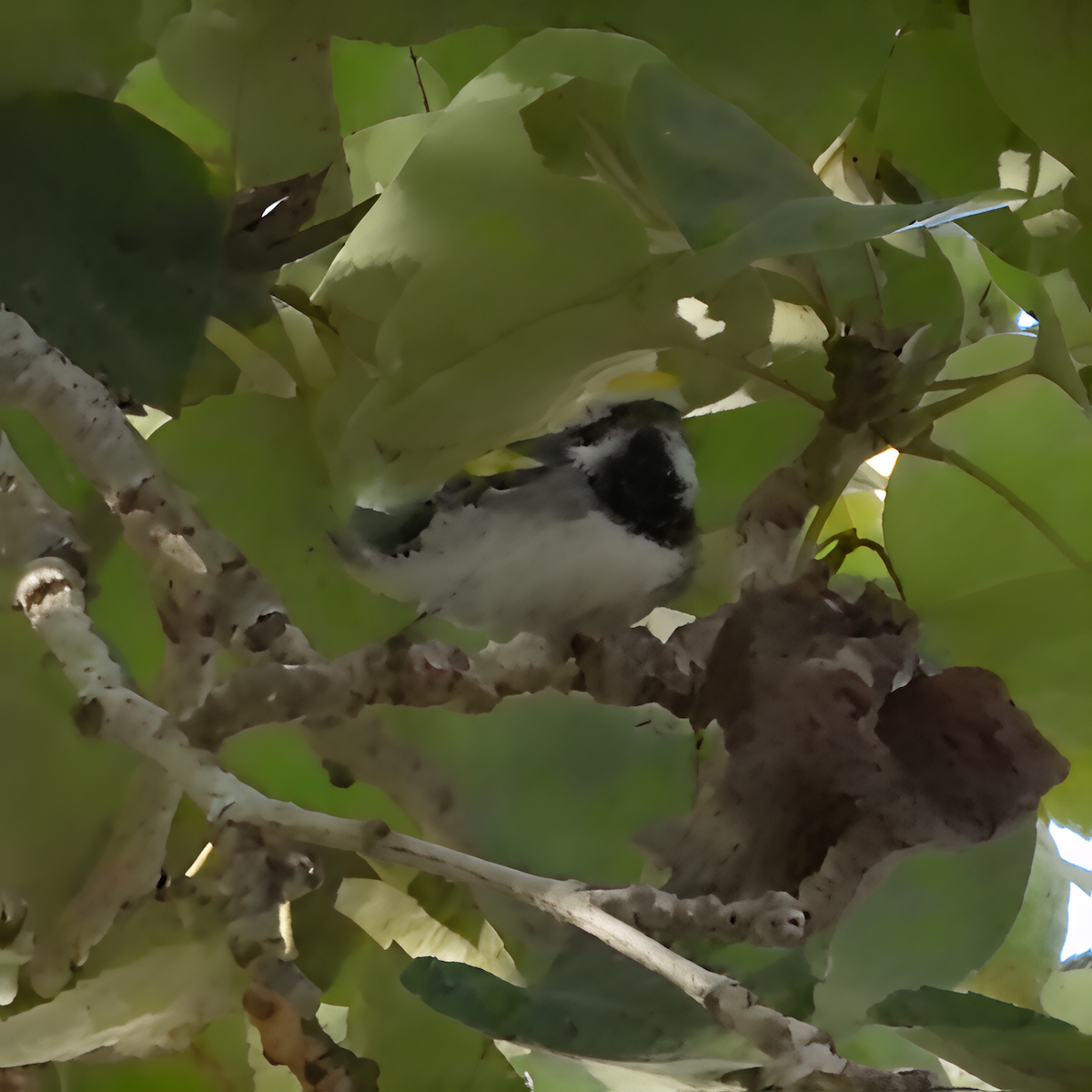 lesňáček zlatokřídlý - ML643448606