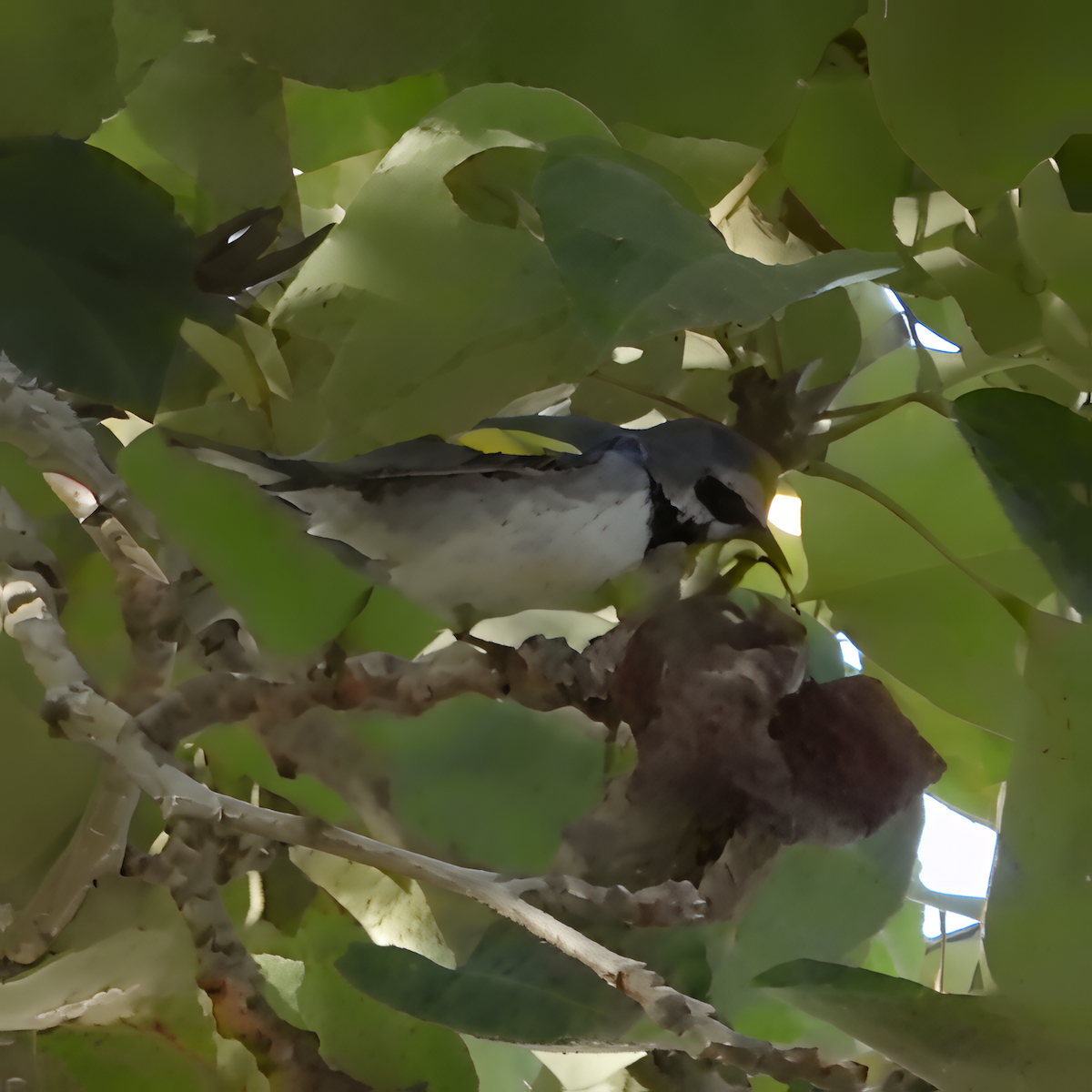 lesňáček zlatokřídlý - ML643448607