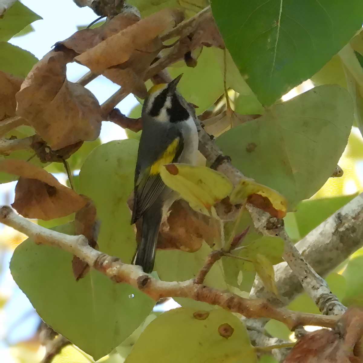 lesňáček zlatokřídlý - ML643448608