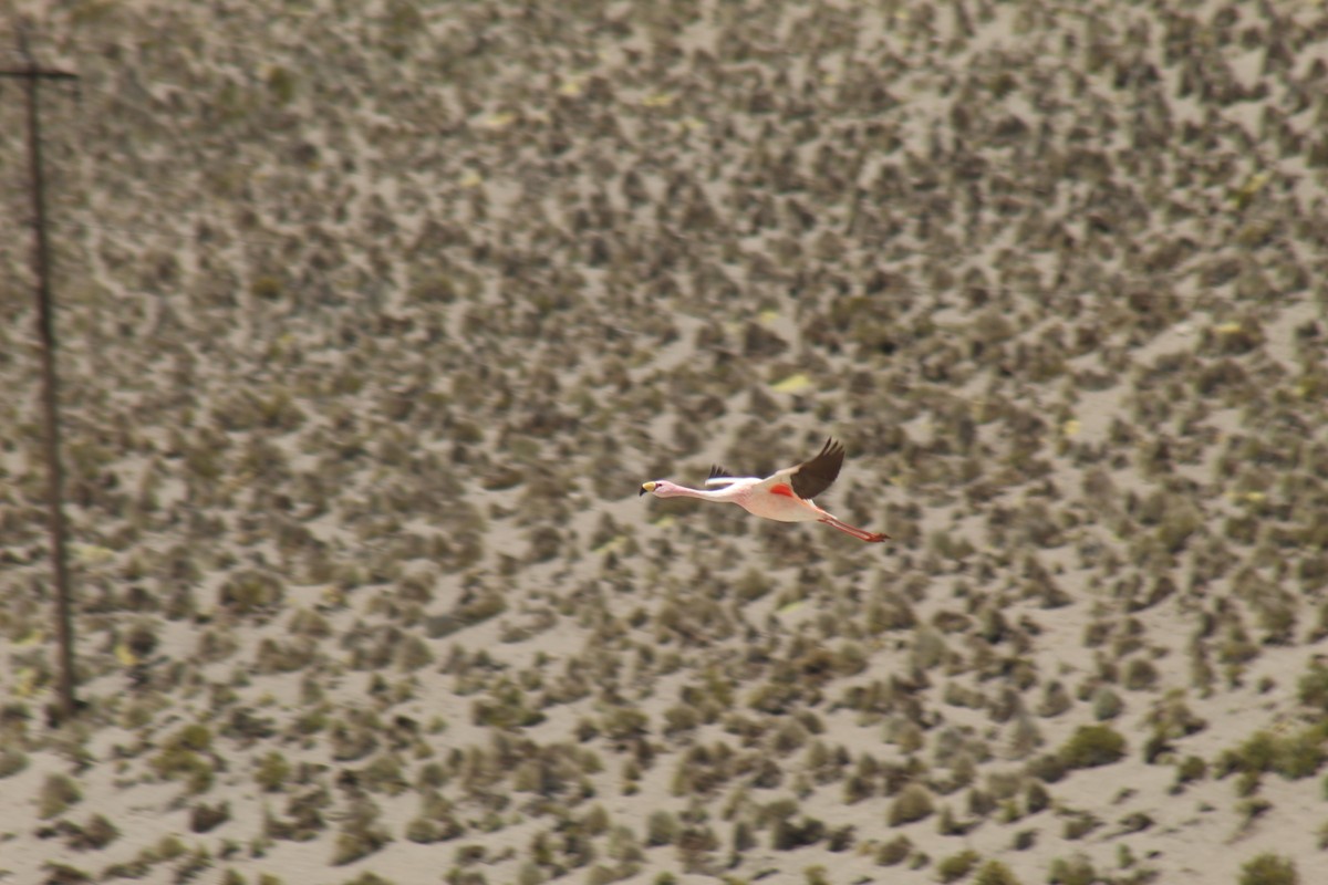 James's Flamingo - ML643448610