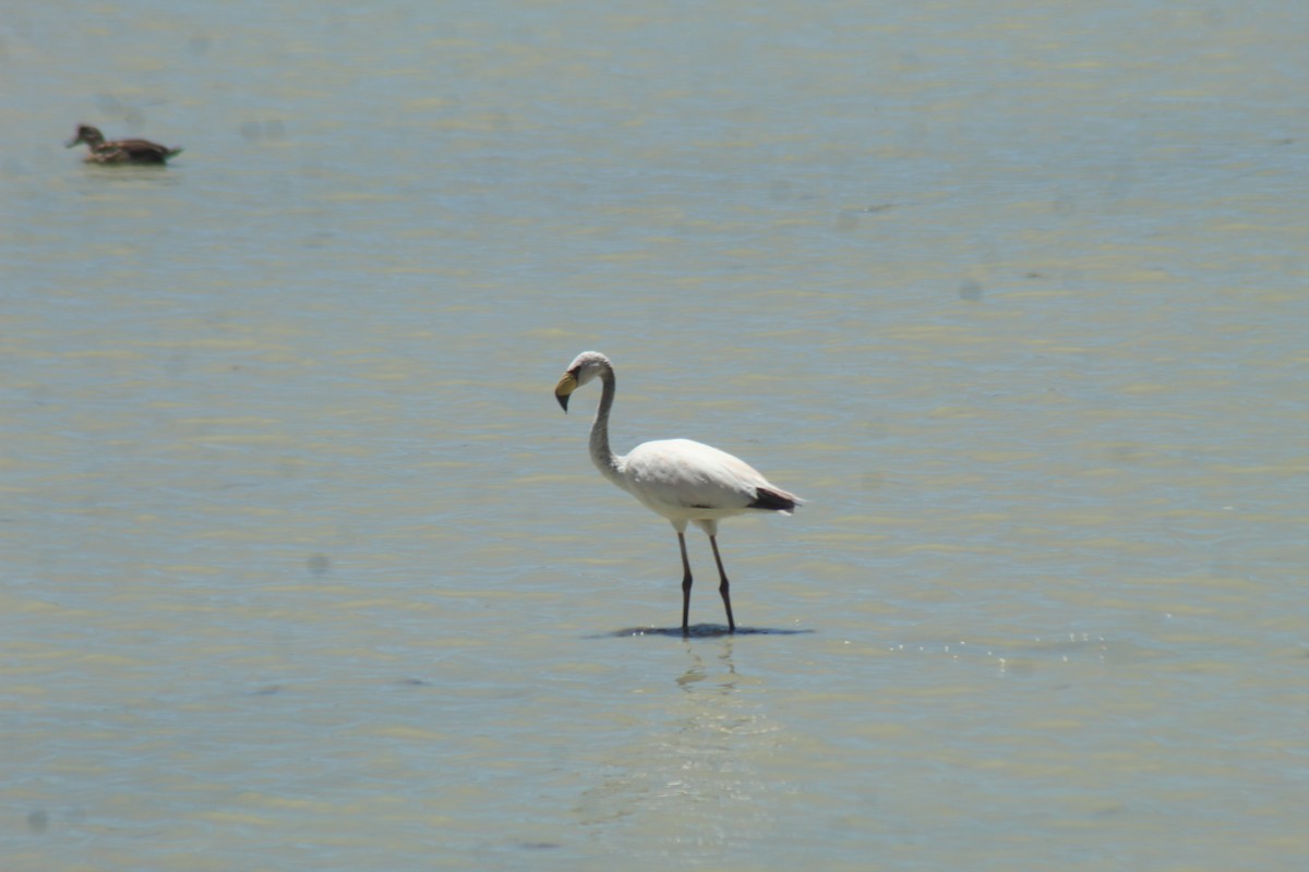 James's Flamingo - ML643448611