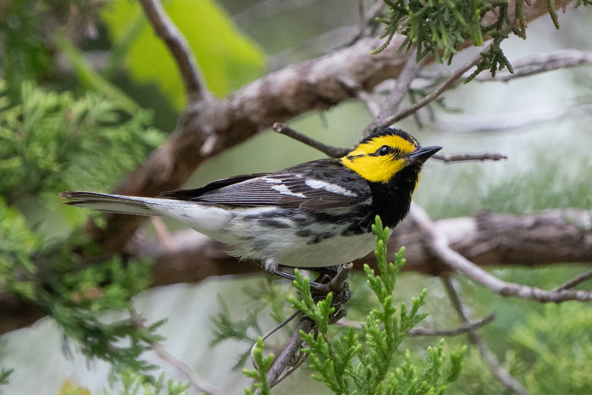 Golden-cheeked Warbler - ML643448627