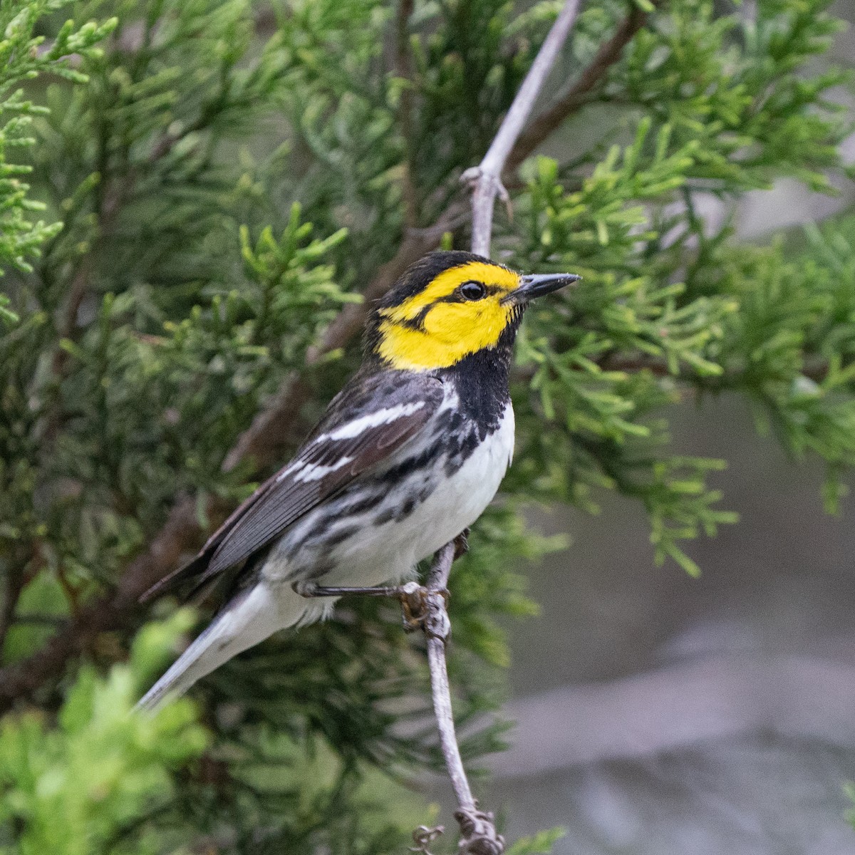 Golden-cheeked Warbler - ML643448632