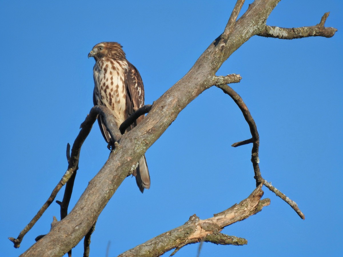 Red-shouldered Hawk (lineatus Group) - ML643448640