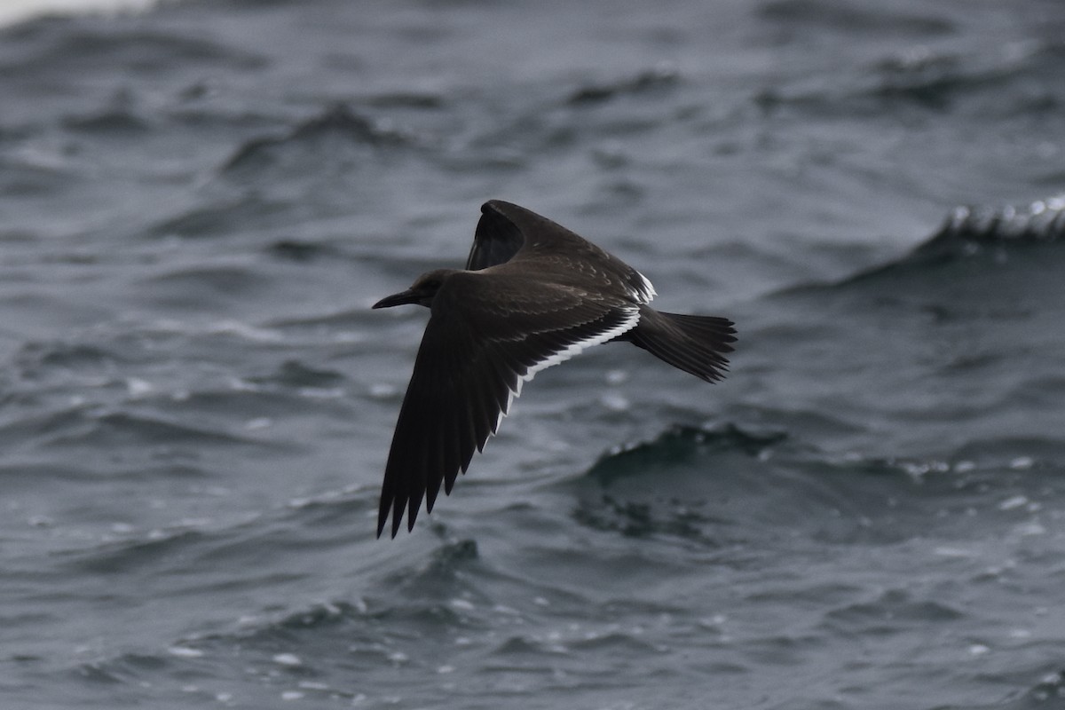 Inca Tern - ML643448641
