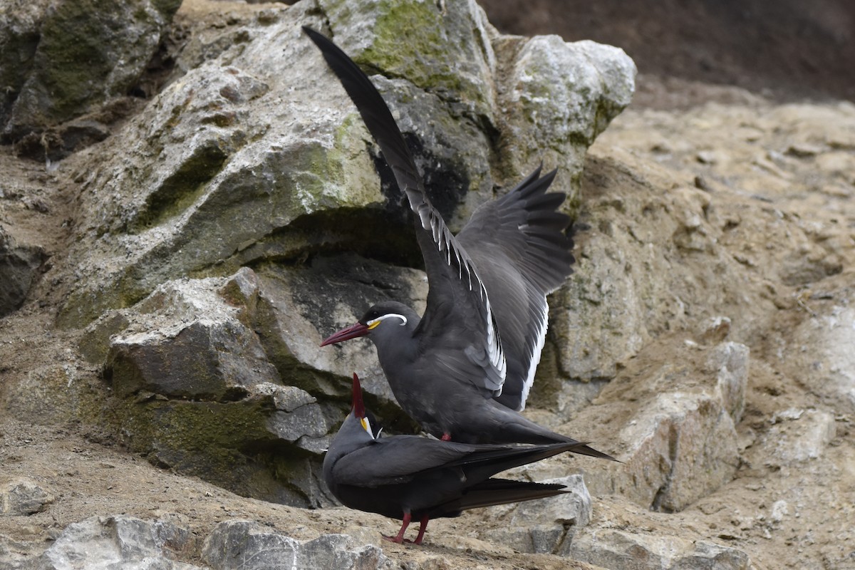 Inca Tern - ML643448642