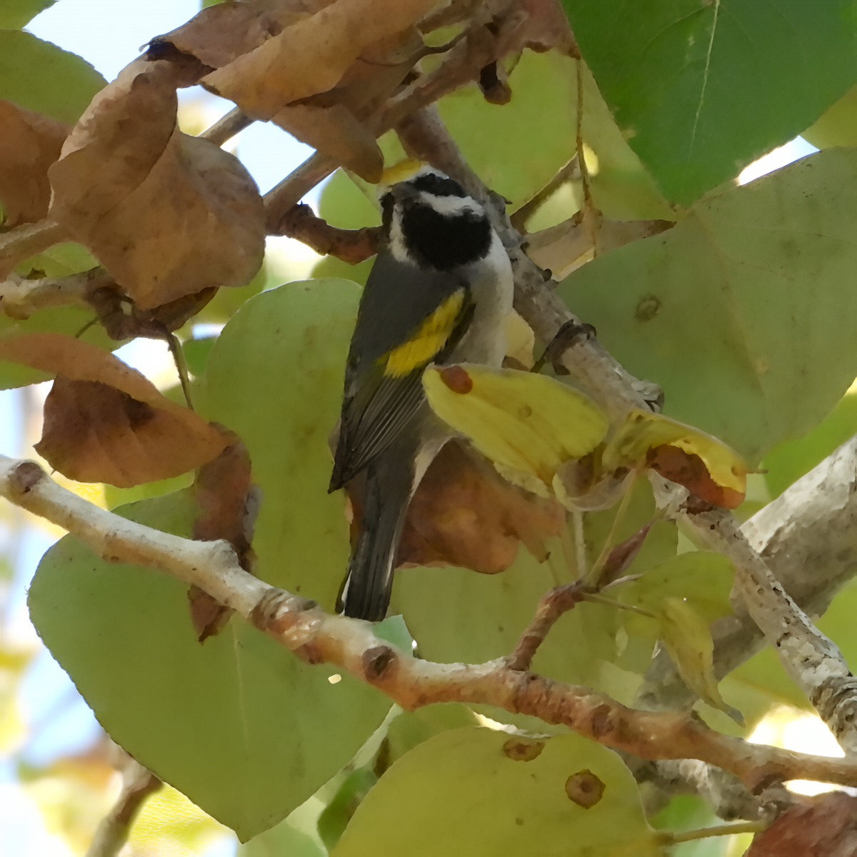 lesňáček zlatokřídlý - ML643448648