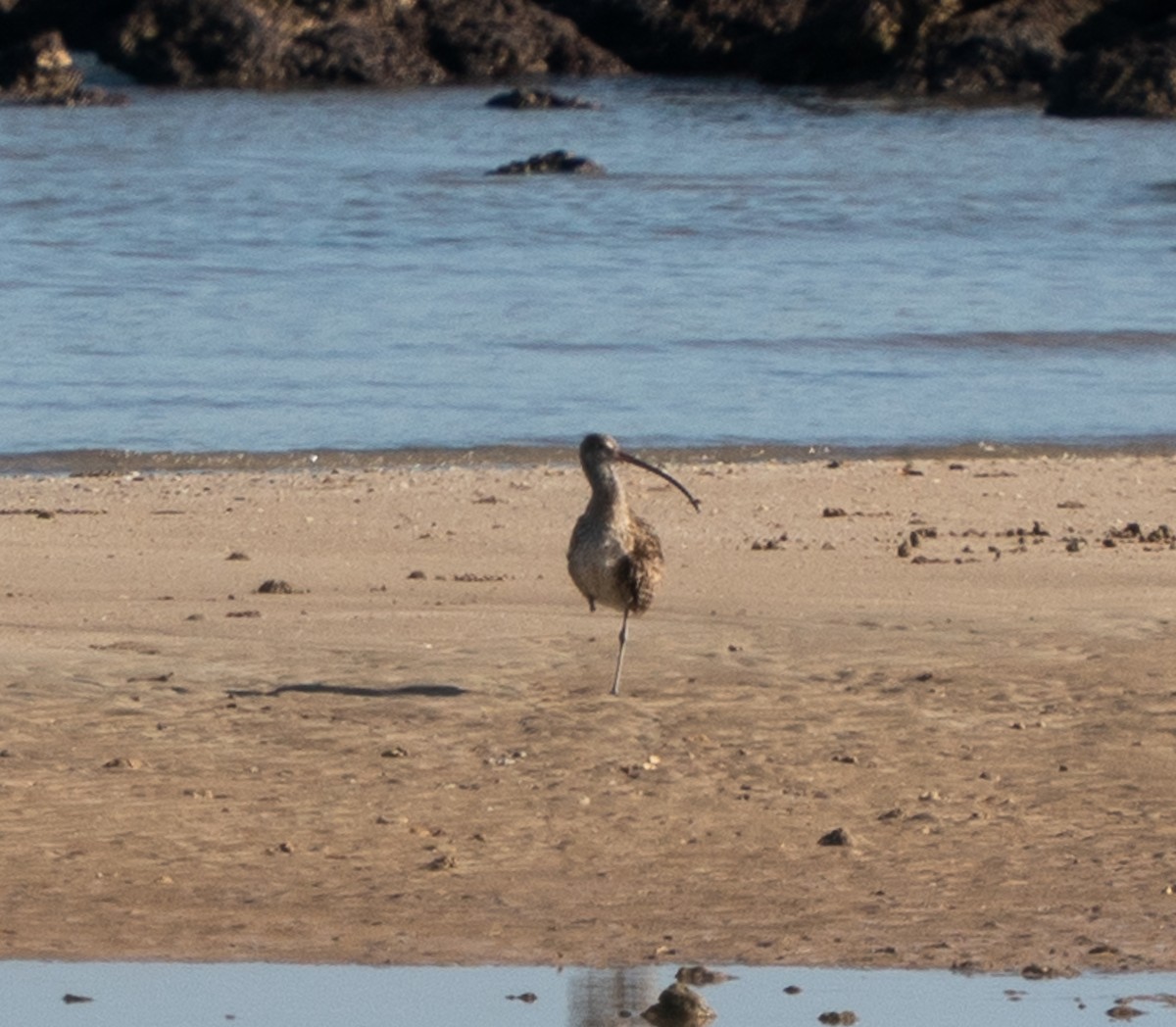 Far Eastern Curlew - ML643448651