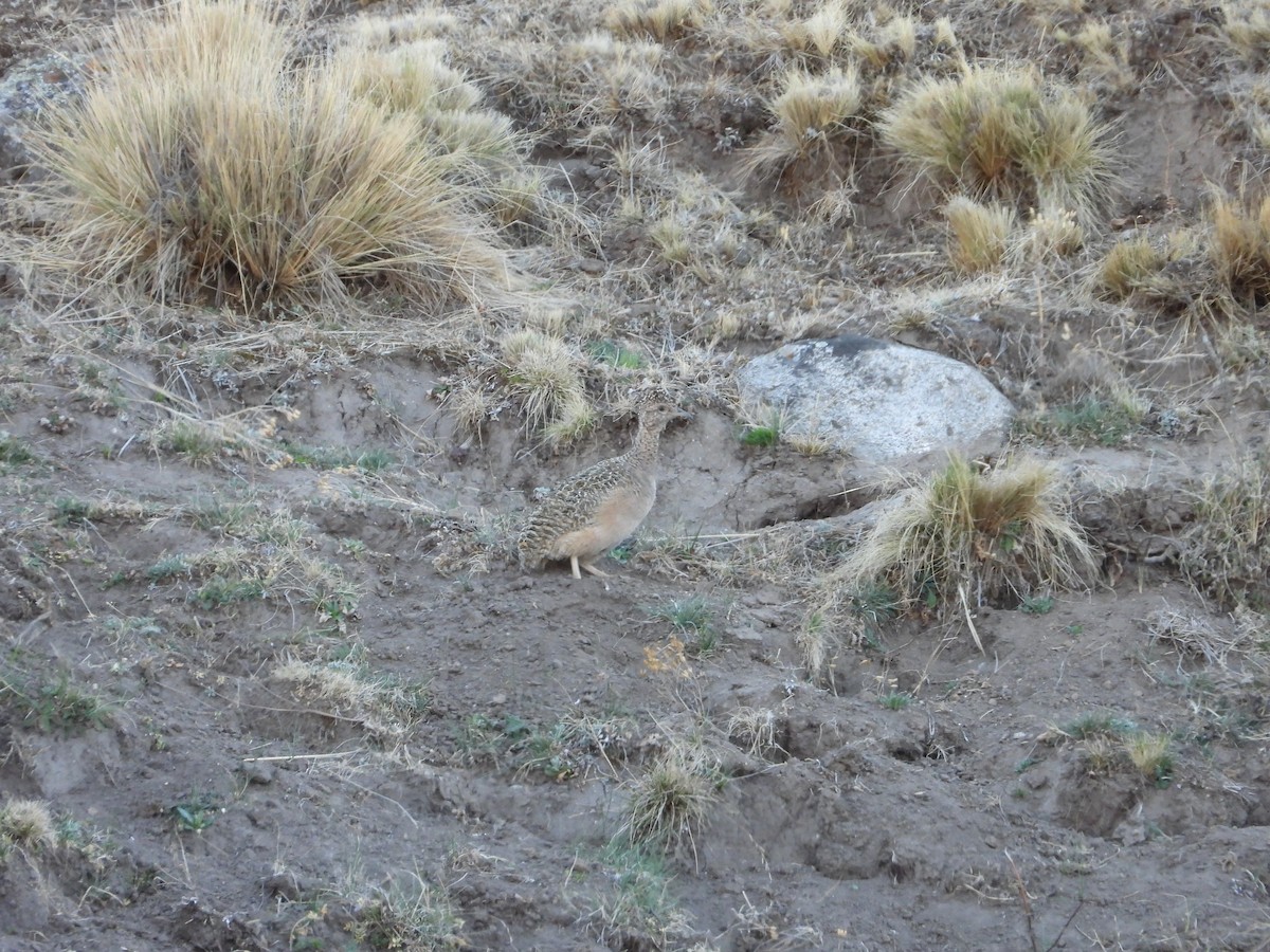 Tinamou orné - ML643448662