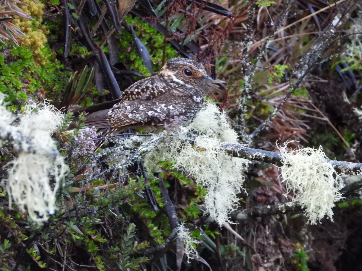 Band-winged Nightjar - ML643448686