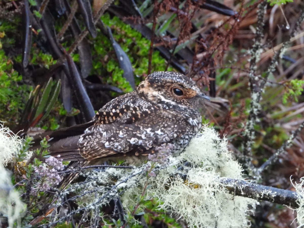 Band-winged Nightjar - ML643448687