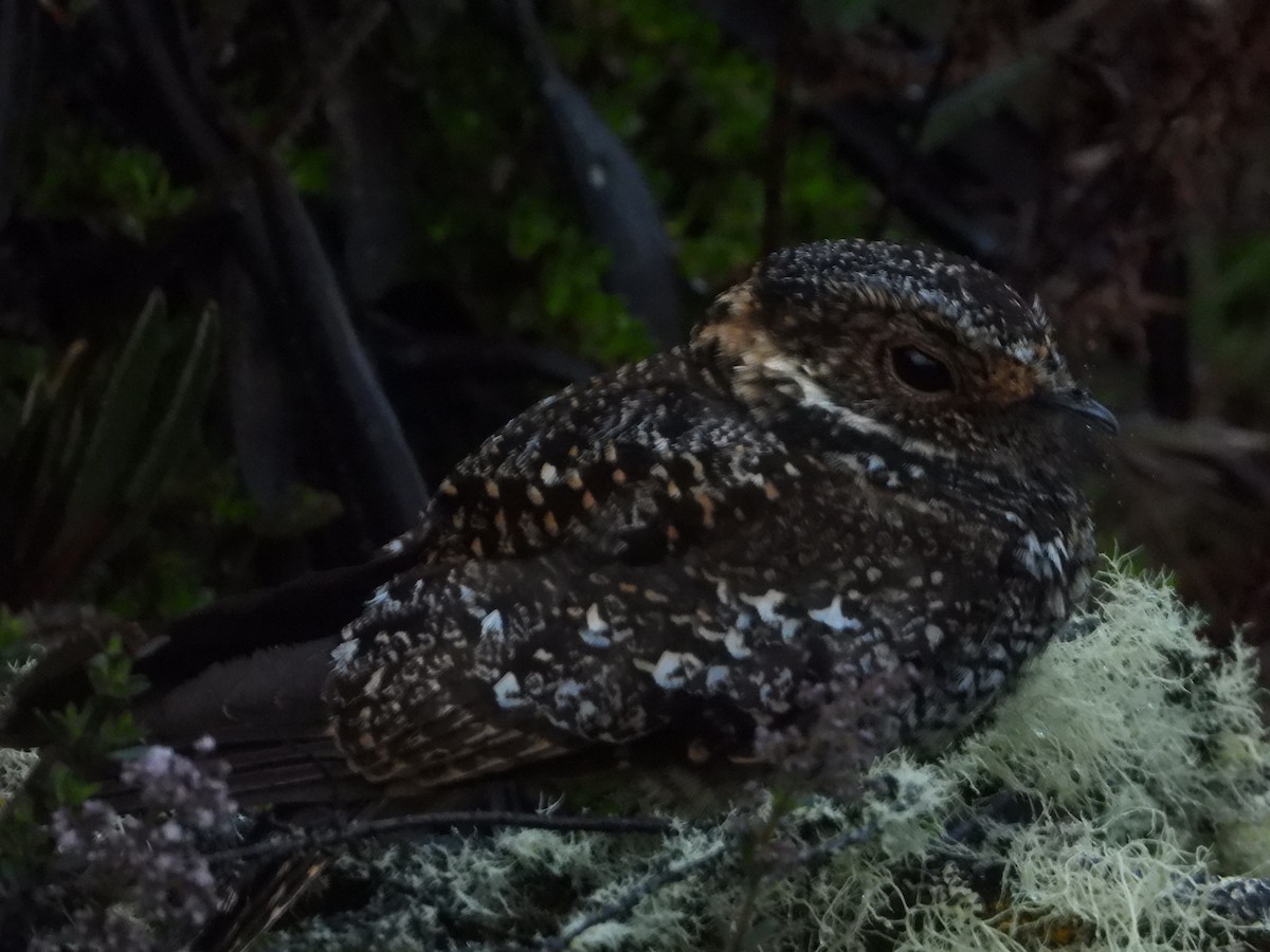 Band-winged Nightjar - ML643448688