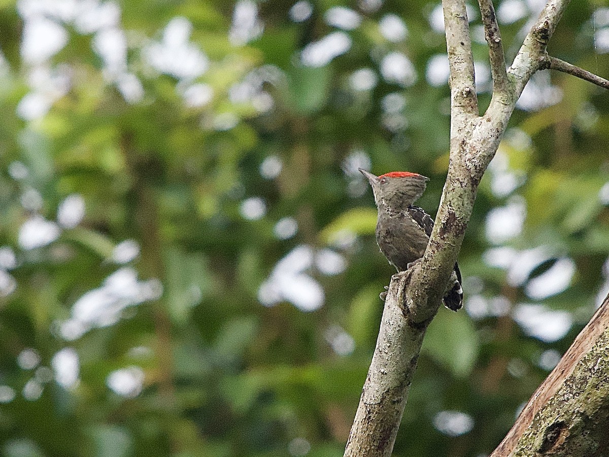 Дятел-куцохвіст червоночубий - ML643448720