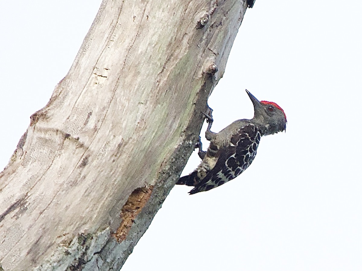 Дятел-куцохвіст червоночубий - ML643448721
