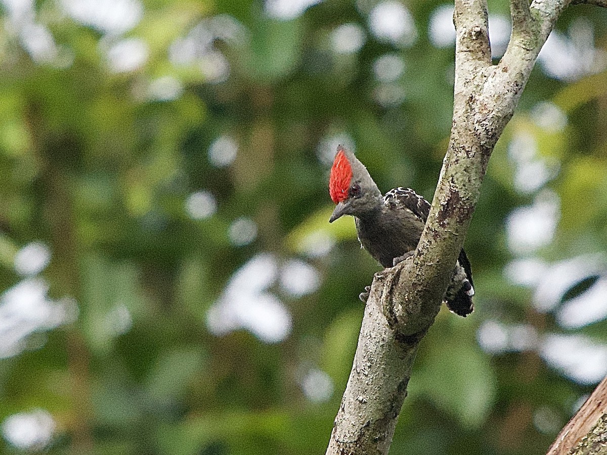 Дятел-куцохвіст червоночубий - ML643448722