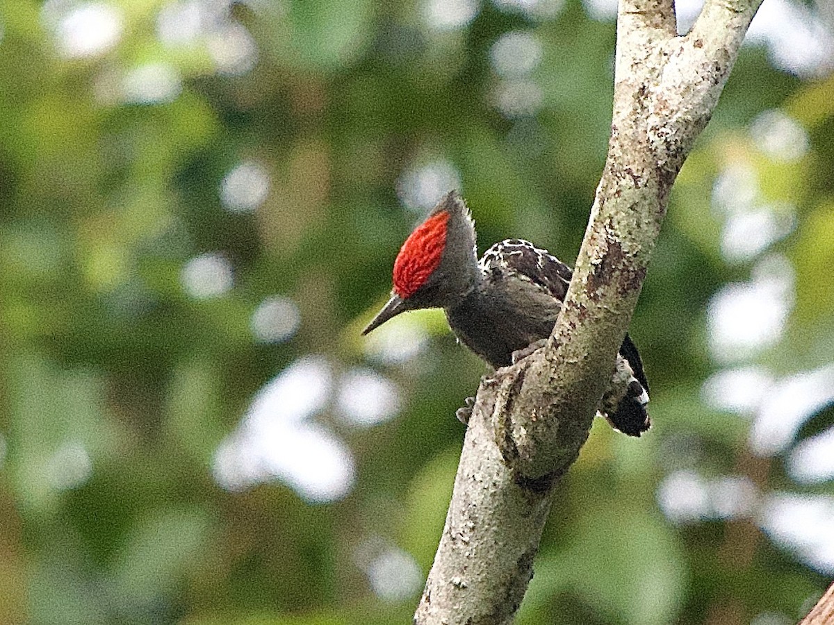 Дятел-куцохвіст червоночубий - ML643448723