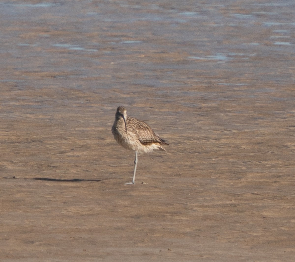 Far Eastern Curlew - ML643448724