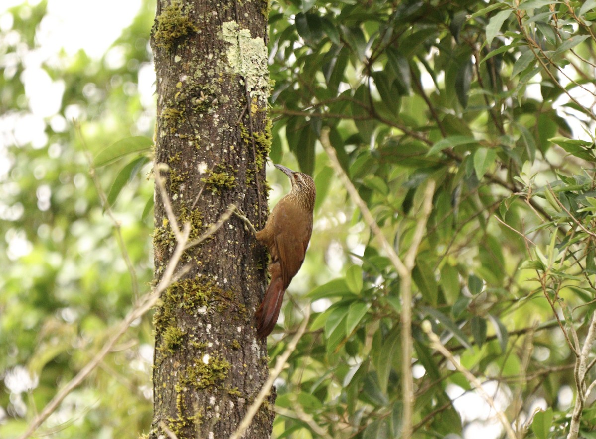 White-throated Woodcreeper - ML643448756