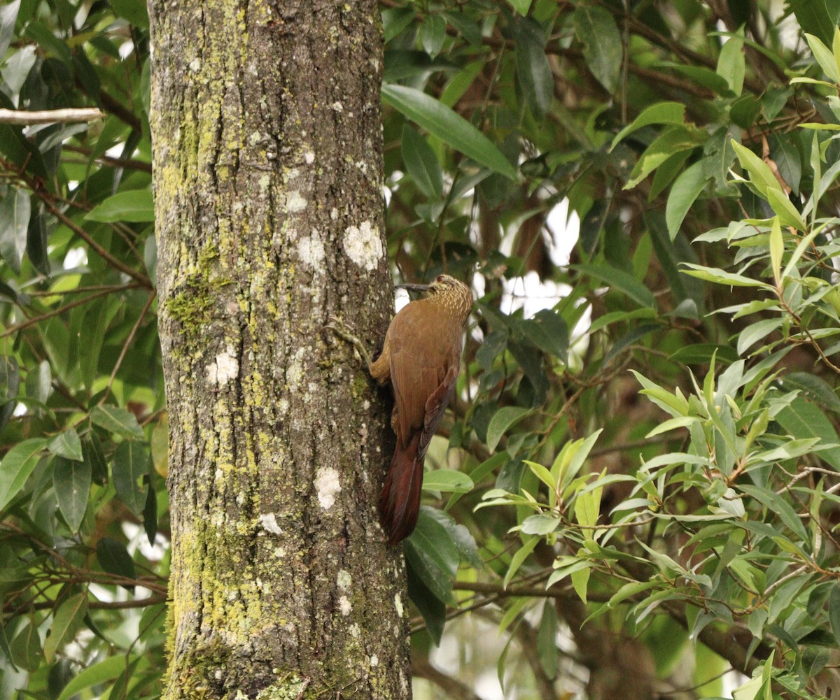 White-throated Woodcreeper - ML643448757